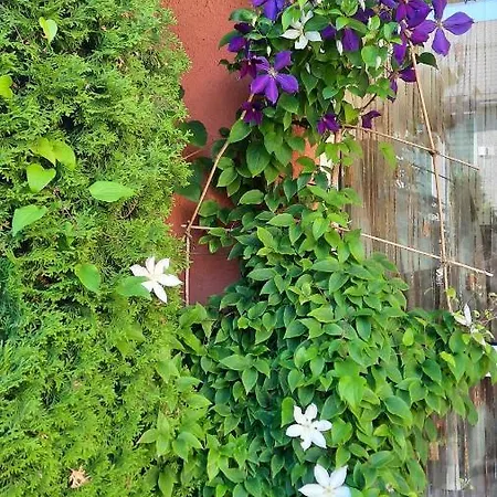 Sarlotos Apartamentai *