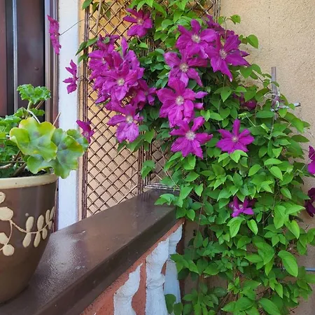 Sarlotos Apartamentai Butas