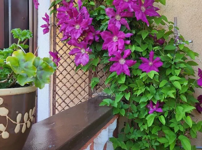 Sarlotos Apartamentai Διαμέρισμα